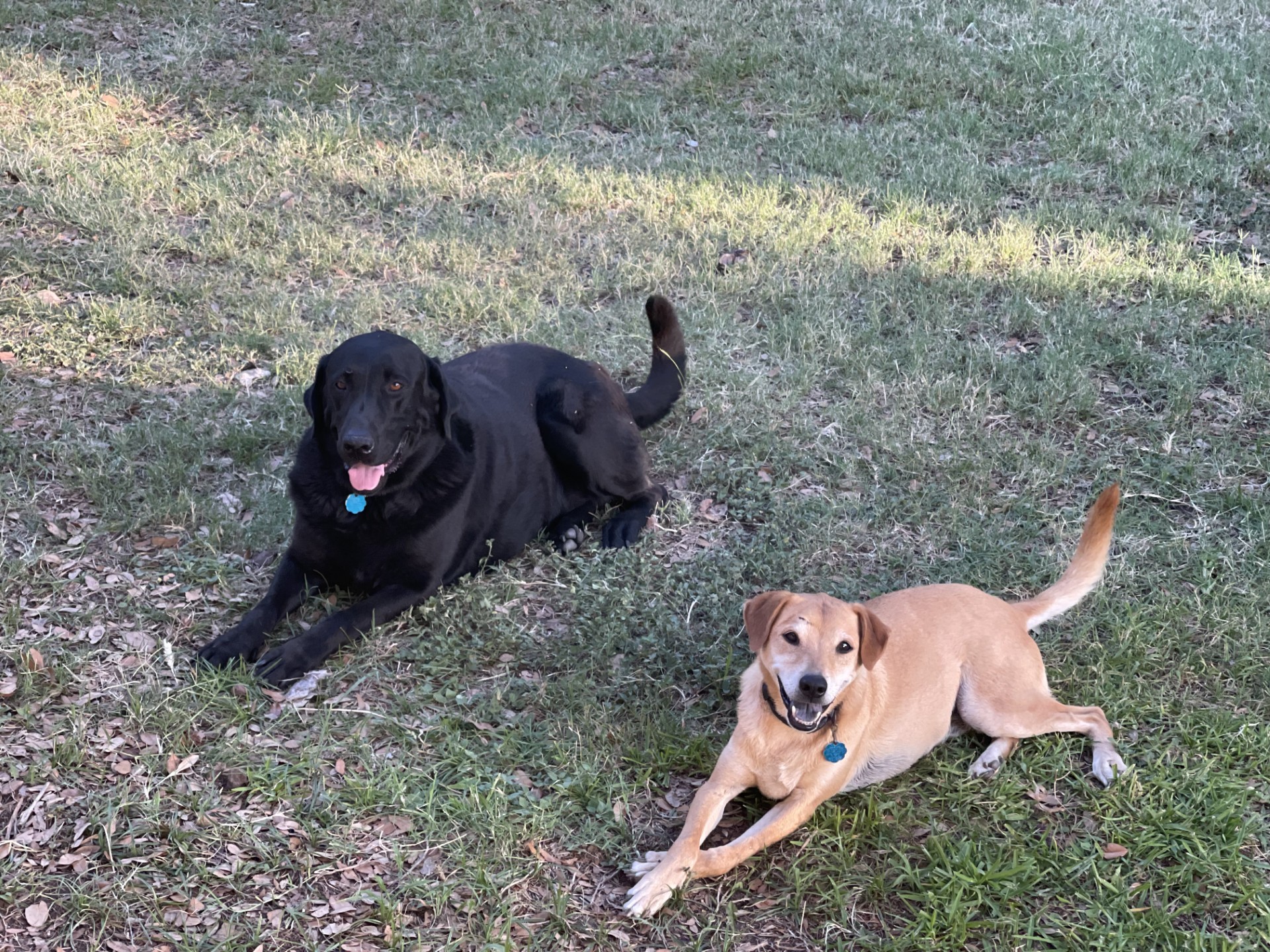Bear and Gunner laying in the yard together