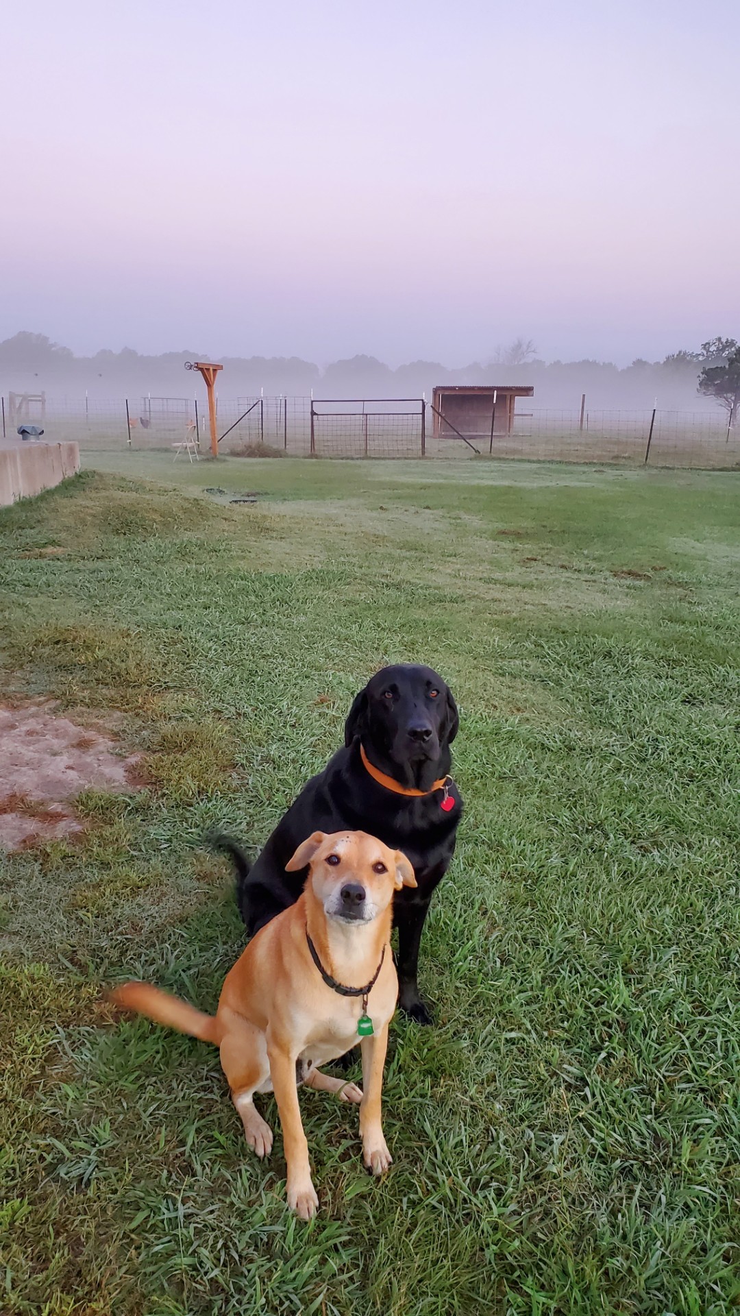 Bear and Gunner on the homestead in morning fog