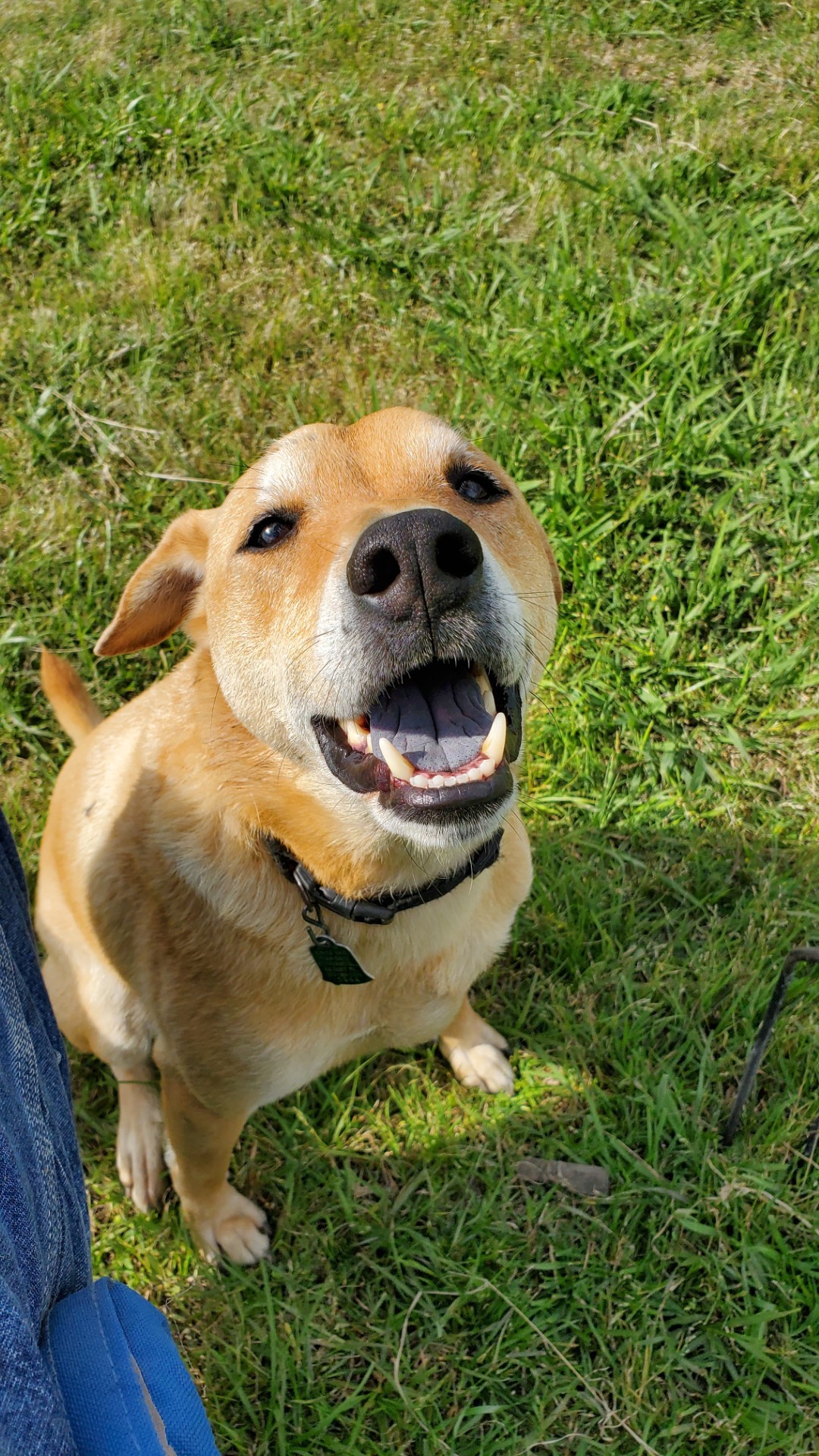 Bear looking up with his big happy grin