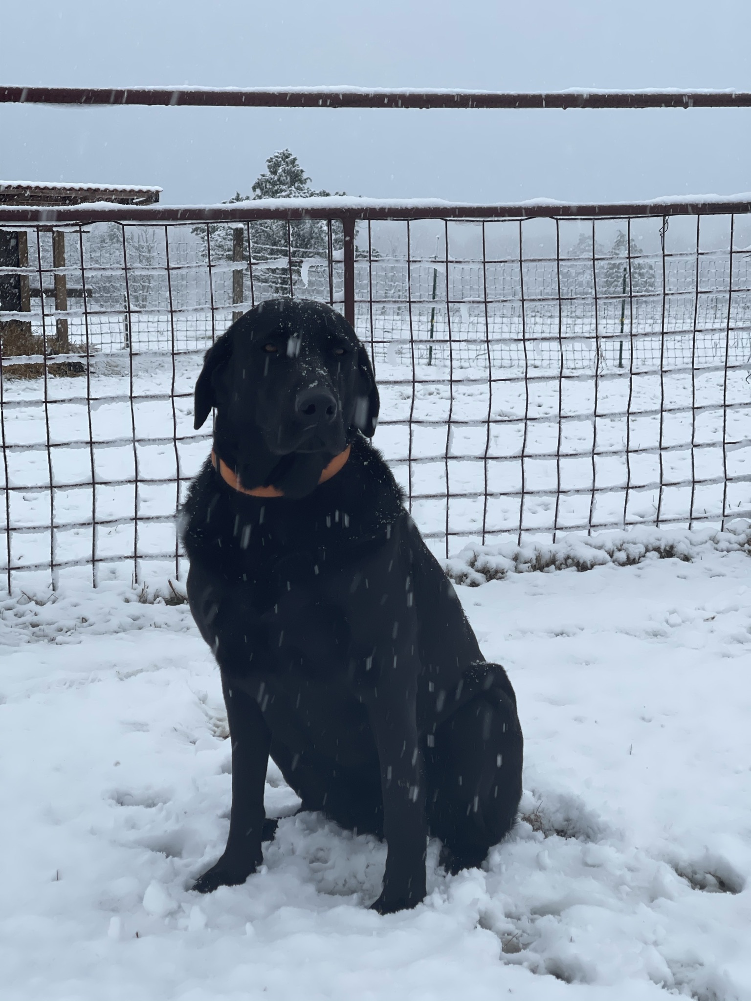 Gunner sitting in the snow with his orange collar