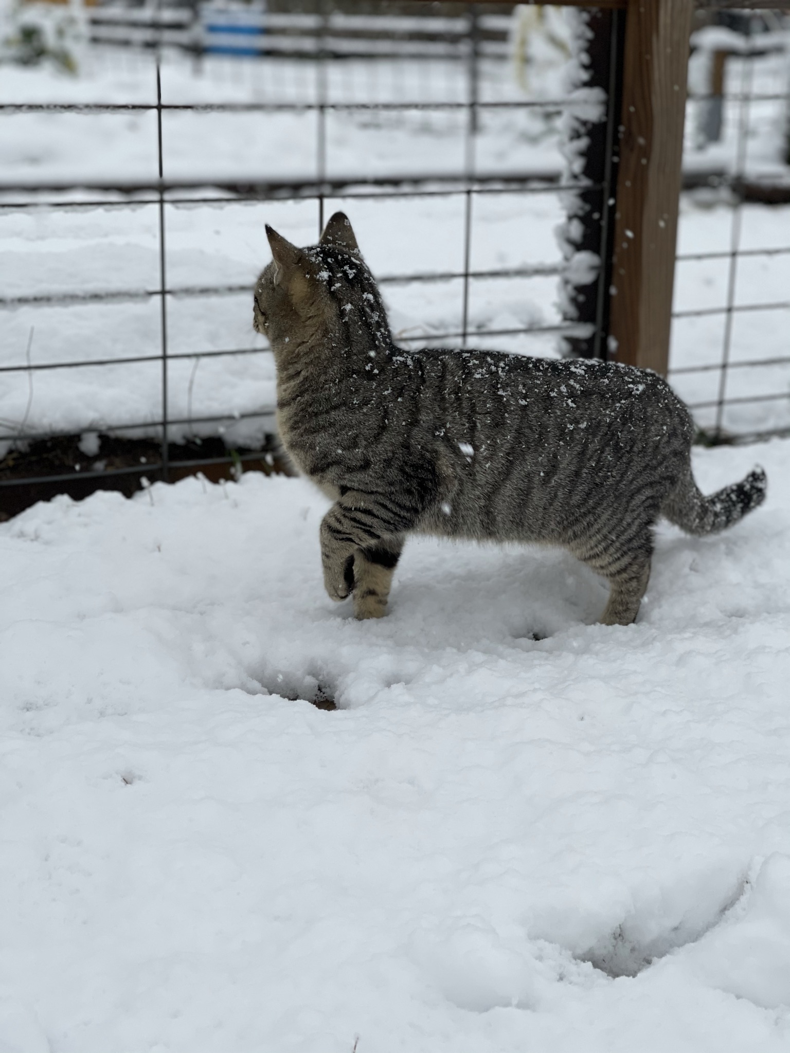 Tiger walking through the snow
