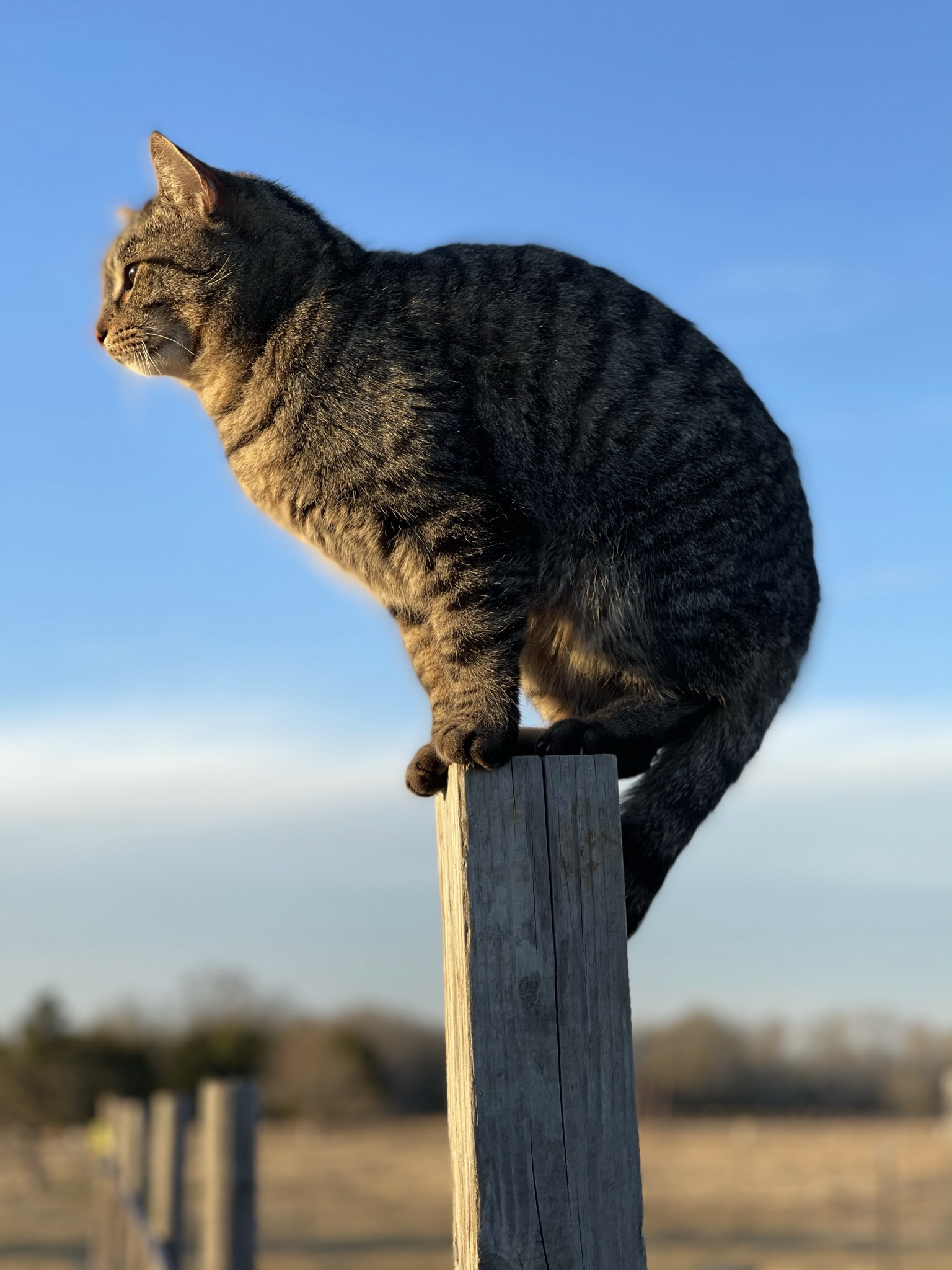 Tiger perched on a fence post at golden hour