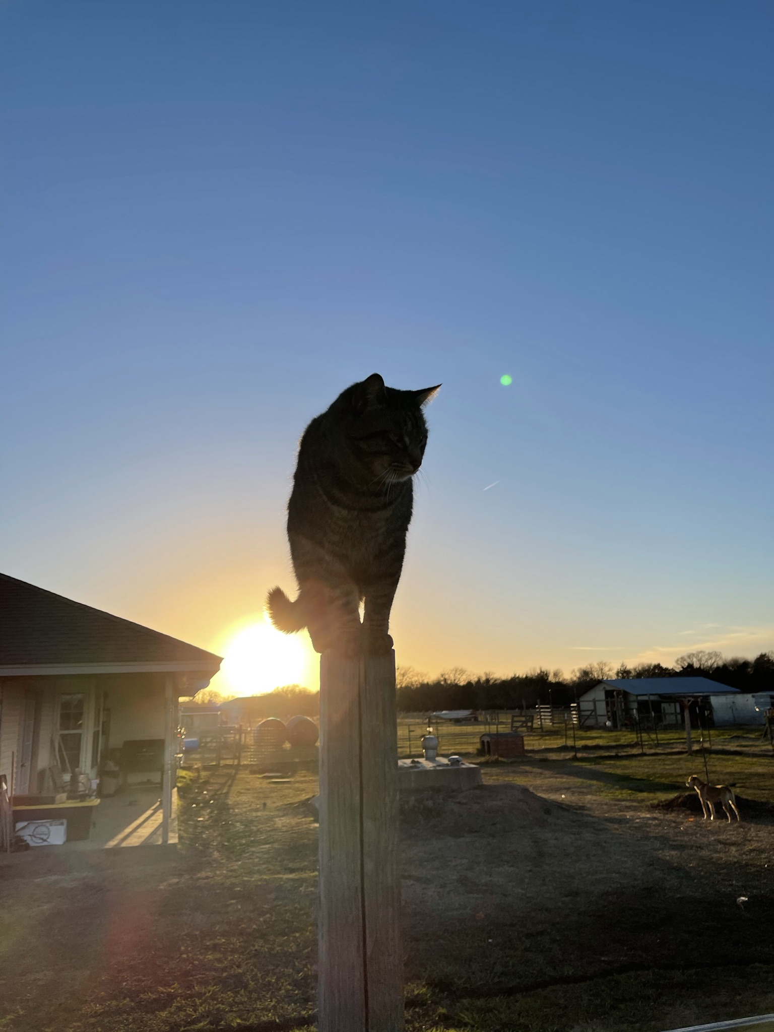 Tiger silhouetted on a fence post at sunset
