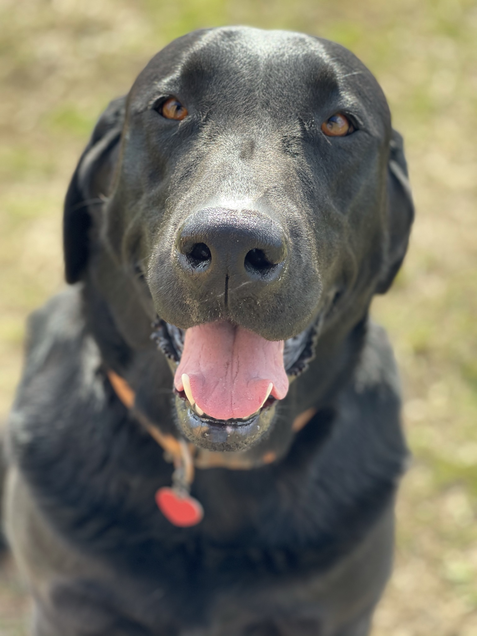 Gunner close-up with his big happy grin