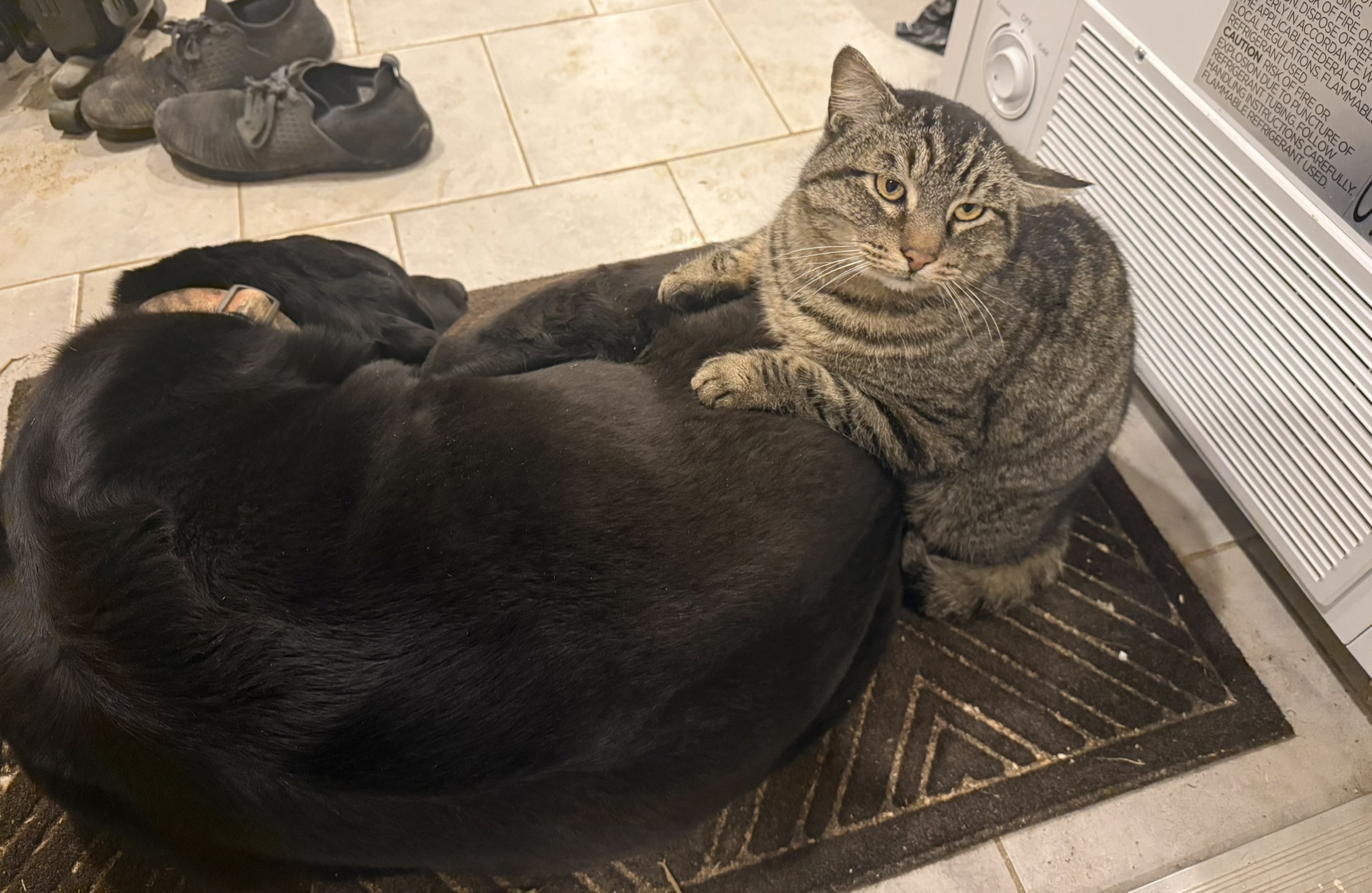 Tiger curled up on Gunner by the heater