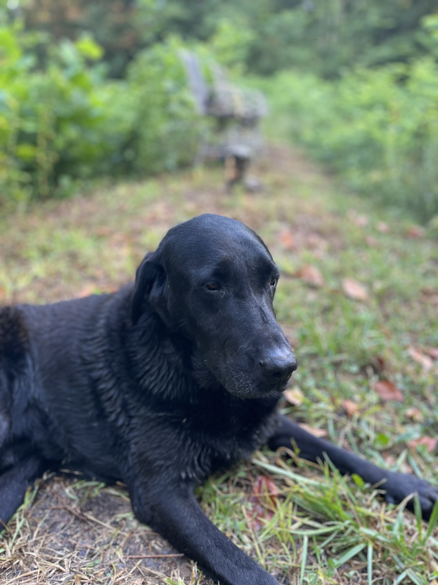 Gunner laying in the Virginia woods