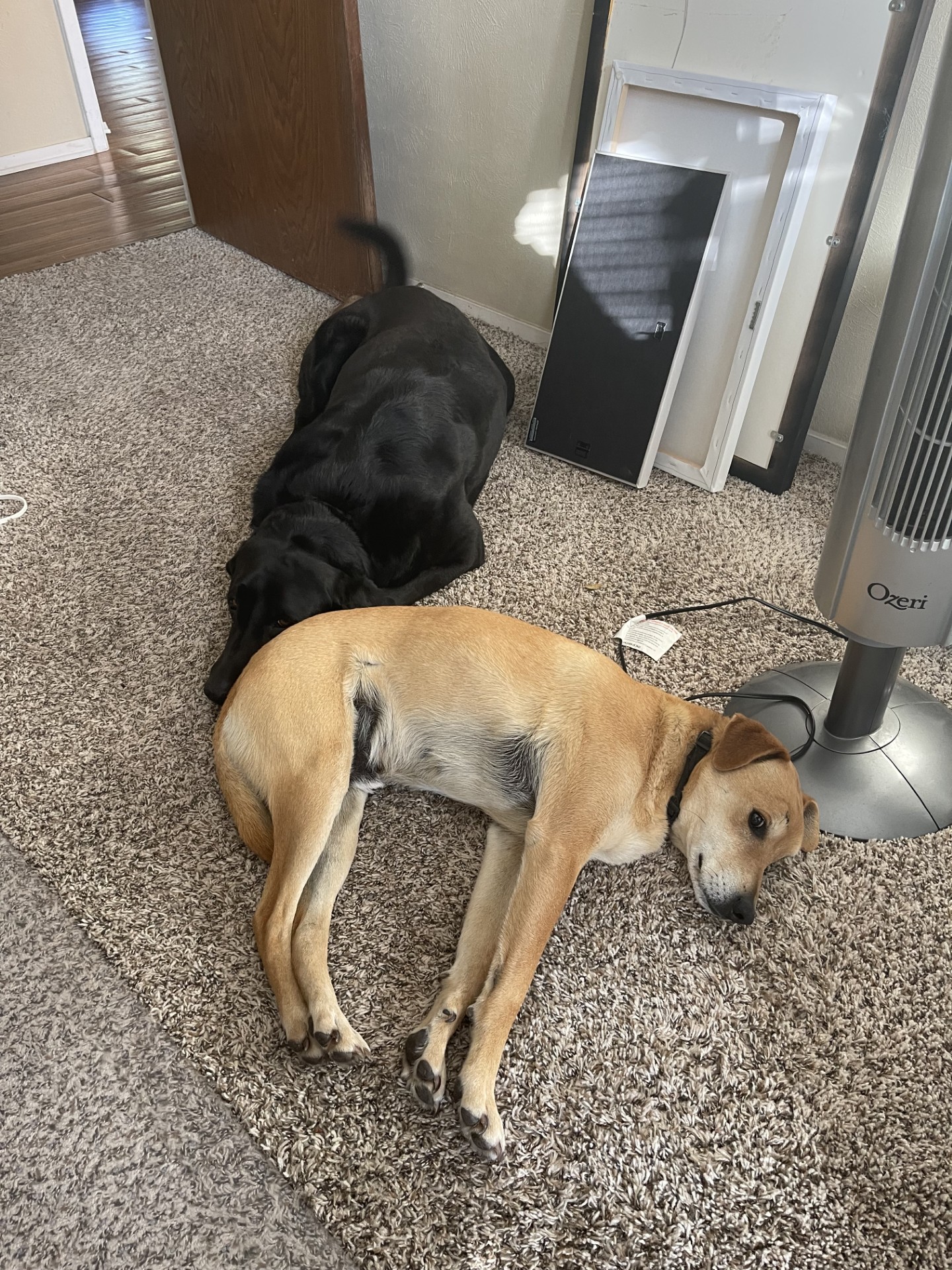 Bear and Gunner sleeping together by the heater